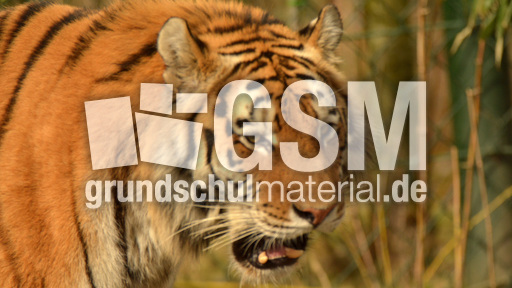 Amur-Tiger (4).jpg